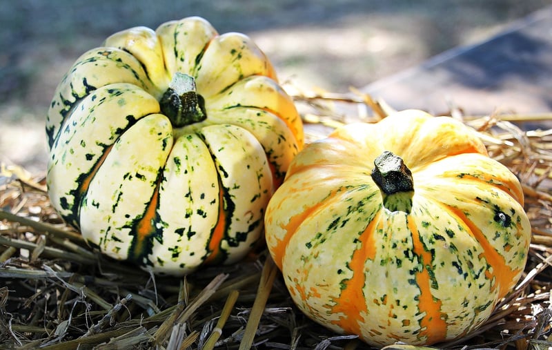Autumn Harvest