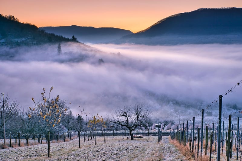 Vineyard Venue